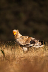 Egyptian vulture in a park in northern Spain
