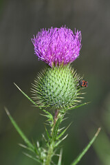 Harmless Boxelder beetle on a thistle bloom