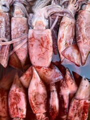 fresh fish on the market