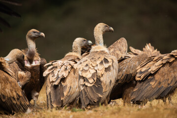 
Vultures, scavenging birds in northern Spain