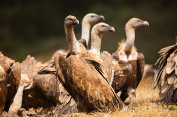 
Vultures, scavenging birds in northern Spain