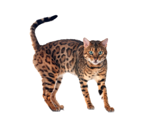 bengal cat in studio