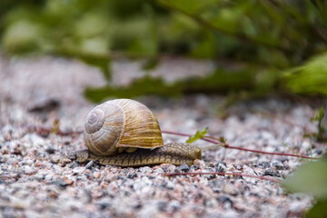 snail on a leaf