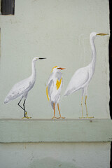 great white heron ardea cinerea