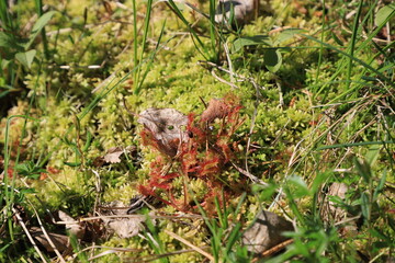 Drosera