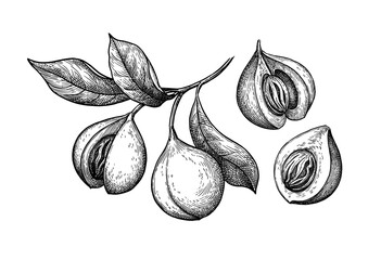 Nutmeg branch and fruits ink sketch.