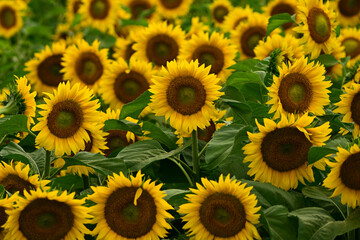 Fototapeta premium Summer scene of a field of bright yellow sunflowers in full bloom