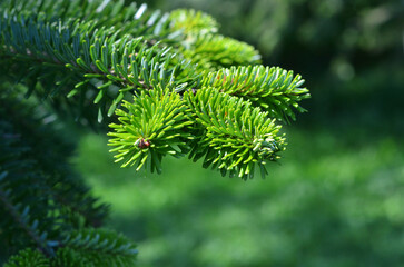 Close up of  fresh green fraser fir (christmas tree)branches  with soft needles. Landscaping,...