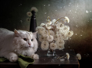 Still life with dandelions and a white cat on a dark background