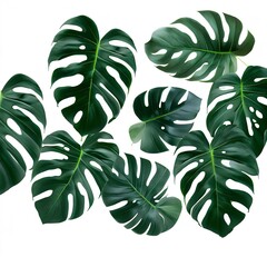 Green leaves pattern ,leaf monstera isolated on white background