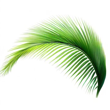 Green Leaves of palm ,coconut tree bending isolated on white background