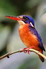 kingfisher on a branch