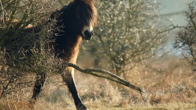 Closeup sunlit wild exmoor pony horse scratching by dry tree trunk in bush on the middle of pasture in late autumn nature habitat in Milovice, Czech republic. Protected animals considered as ancestor