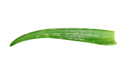 Aloe vera fresh leaf isolated on white background