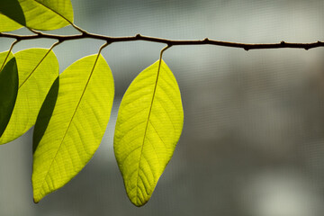 tree branch with leaves close-up in bright sunlight