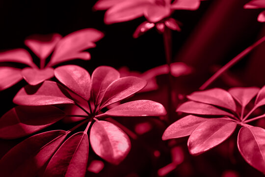 the leaves of the houseplant scheffler drevestna in bright color 2023 Viva magenta