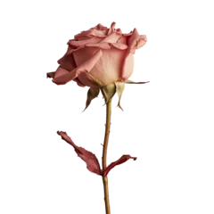Fototapeten Studio photo of a dried rose on Valentine s Day © AkuAku