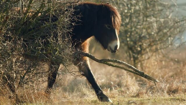 Closeup sunlit wild exmoor pony horse scratching by dry tree trunk in bush on the middle of pasture in late autumn nature habitat in Milovice, Czech republic. Protected animals considered as ancestor