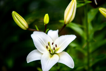 Fototapeta na wymiar lily flowers macro in a home garden