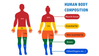 the normal human body composition