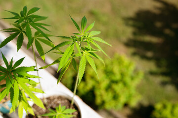 Hemp plant in a pot on a windowsill lit by the sun, soft focus.