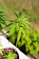 Hemp plant in a pot on a windowsill lit by the sun, soft focus.