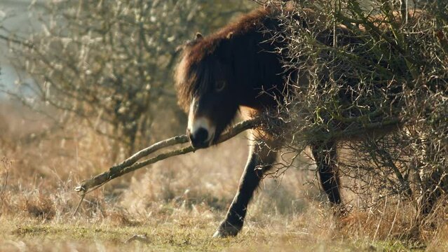 Closeup sunlit wild exmoor pony horse scratching by dry tree trunk in bush on the middle of pasture in late autumn nature habitat in Milovice, Czech republic. Protected animals considered as ancestor