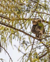 A Spotted Owl