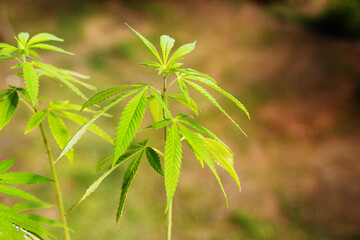 Hemp plant lit by the sun, soft focus.