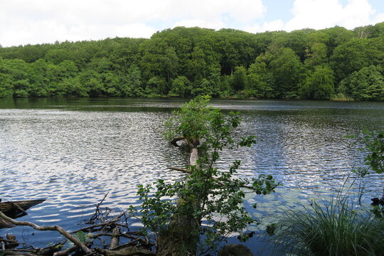 Ein umgefallener Baum liegt im Herthasee auf der Halbinsel Jasmund auf R&uuml;gen.