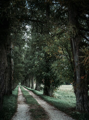 Fototapeta premium tree alley in the park