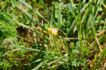 Brown Argus (Aricia agestis) butterfly sitting on a yellow flower in Zurich, Switzerland
