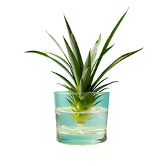Leaves of pineapple plant soaking in water filled glass