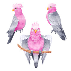 Pink gray Galah parrot set. Australian tropic cockatoo bird hand drawn illustration isolated on white background