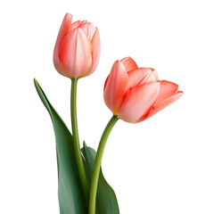 Naklejka premium Tulips isolated summer bloomer transparent background