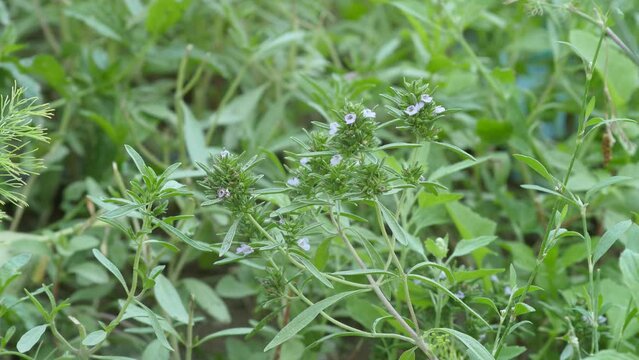 thyme plant flower, the green fresh thyme plant cultivated in the garden is now old, it has started to bloom and give seeds,