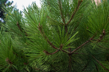 branches of a pine, christmas tree