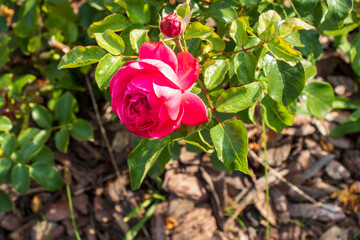 pink rose on a green background