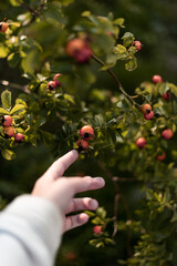 A hand reaches for a bush of rose hips, the berries are red at sunset, autumn dog-rose
