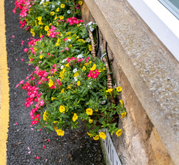Close and selective focus on colourful flowers growing in a window box