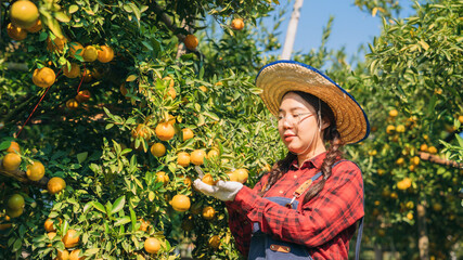 Farmer harvesting oranges in an orange tree field. Worker Gathering Ripe Citrus Fruits in Sunlit. Abundant Citrus Harvest. Picking Oranges from Lush Citrus Grove.