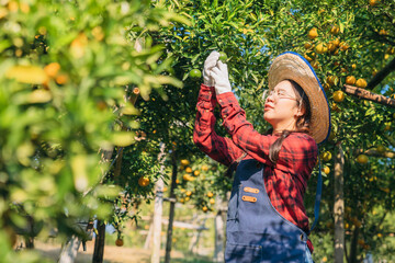 Farmer harvesting oranges in an orange tree field. Worker Gathering Ripe Citrus Fruits in Sunlit....