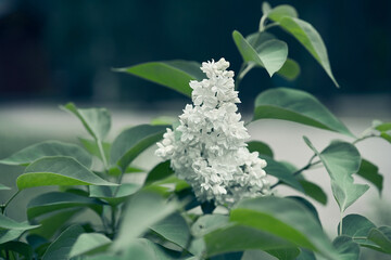Selective focus on a lilac bush in a city park on a sunny summer day. Wallpaper with flowers for a holiday card. The budding bud of a plant in close-up. High quality photo