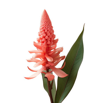 Imitation red cone ginger flower against transparent background