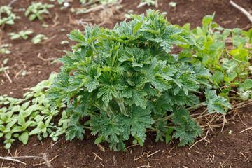 Geranium pratense or meadow geranium. Young grass bush in early spring.