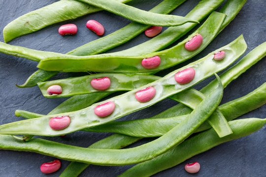 bunch of scarlet runner bean, bright pink beans in green pods, legume, fresh