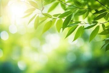 Beautiful nature background with green leaves on tree and blurry background with sunlight and bokeh