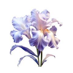Foto op Canvas Iris flower blossoming on transparent background © AkuAku