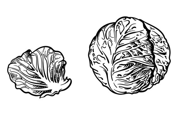 Vector illustration of cabbage isolated on white background.