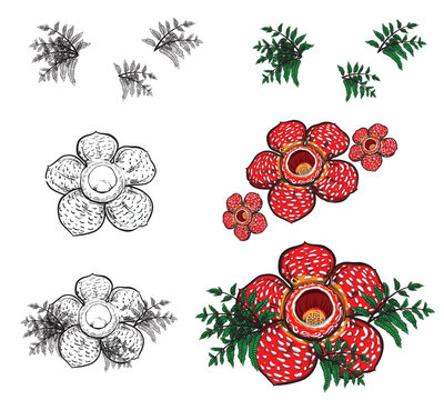 Rare Rafflesia arnoldii flower vector design from Indonesia usually used for graphic design decoration